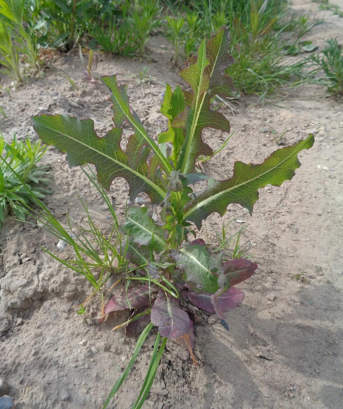 Дикие сорняки. Молокан (латук дикий). Латук Компасный. Латук дикий (Lactuca virosa). Латук Компасный (Lactuca serriola).