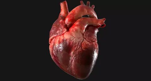 Анатомия сердца человека.