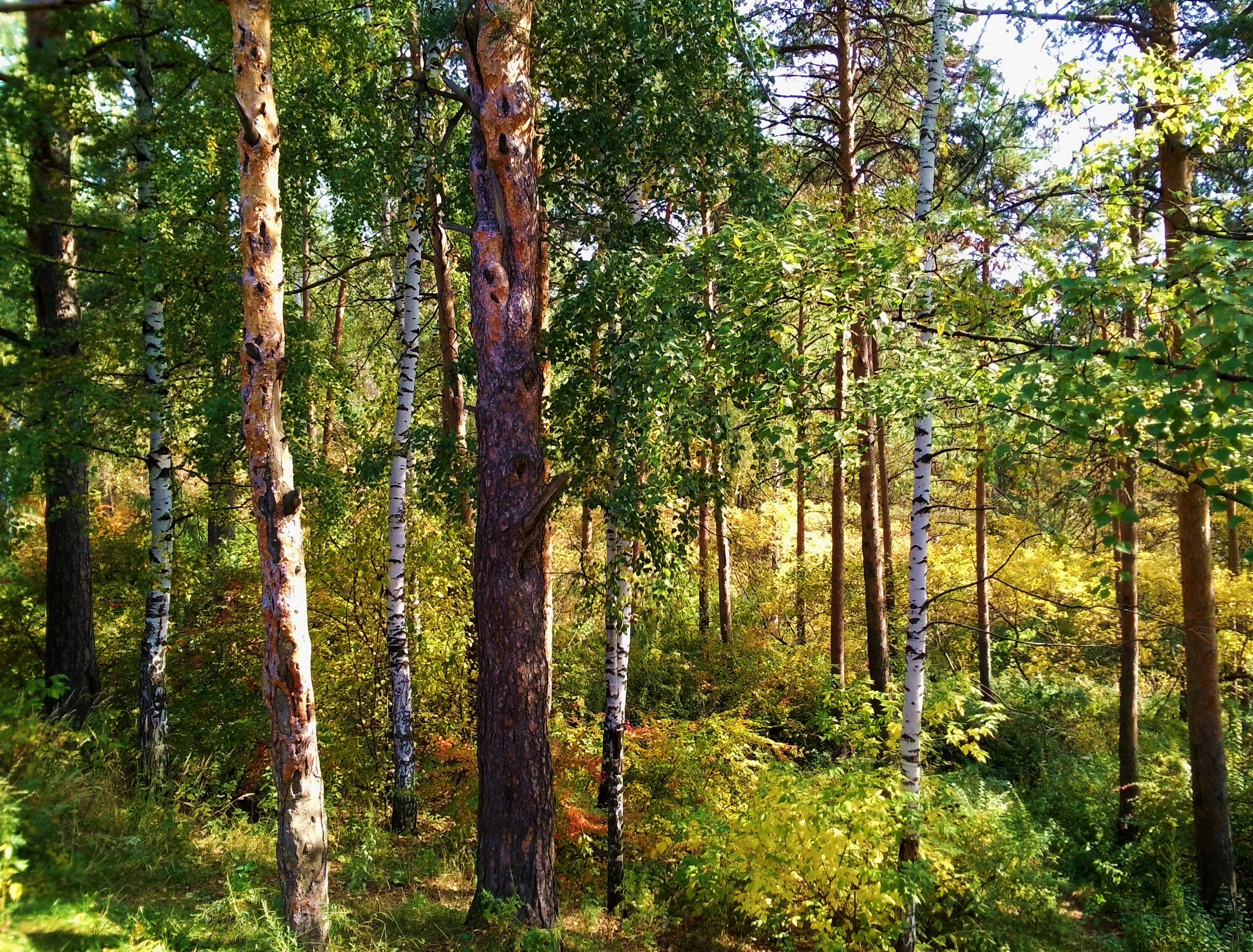 Хвойно мелколиственные леса. Сосново мелколиственный лес. Хвойно широколиственные леса Мордовии. Хвойные леса и широколиственные Подмосковья.