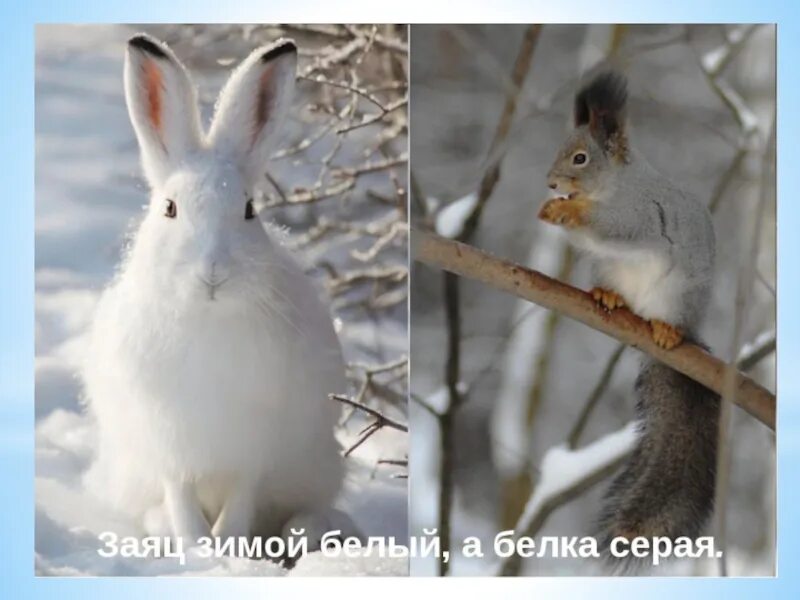Заяц белка. Заяц и белка зимой. Зайцы у елки зимой. Зайцы и белки. Белки и зайцы зимой.
