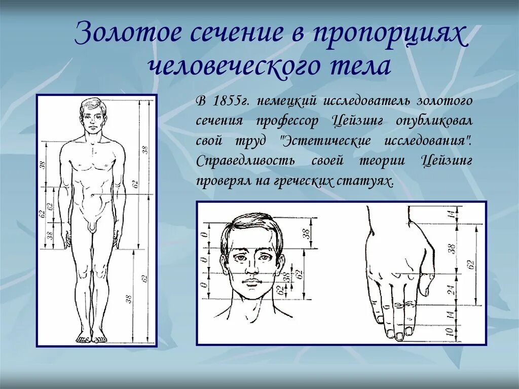 Тело округлое в сечении. Пропорции тела человека золотое сечение. Золотое сечение в пропорциях человеческого тела. Идеальные пропорции тела золотое сечение. Золотое сечение пропорции фигуры.