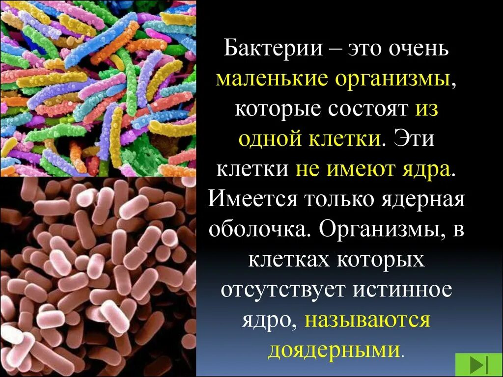 Организмы состоят из множества. Бактерии доядерные организмы 7 класс. Бактериальные микроорганизмы. Бактерии состоят из одной клетки. Микроорганизмы состоящие из одной клетки.