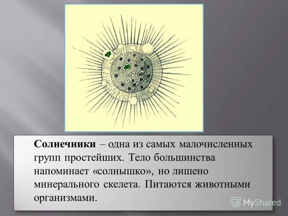 лучевики и солнечники. солнечник простейшие группа. саркодовые солнечники. солнечник одноклеточное. к какой группе относятся солнечники.