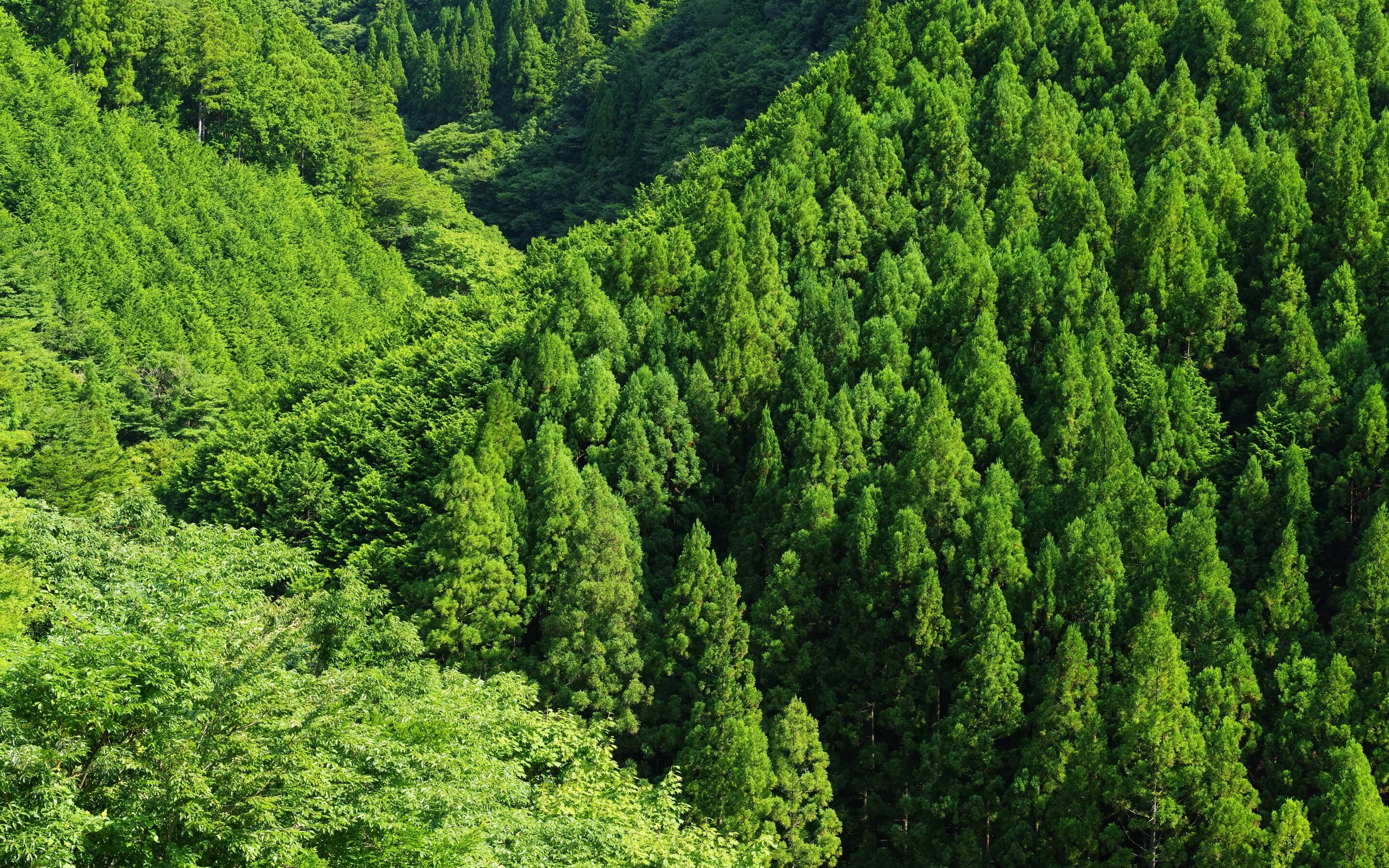 Хвойно широколиственные. Лес в Азербайджане. Широколиственный лес крона. Широколиственные леса Южной Кореи. Широколиственный леса в Азербайджане.