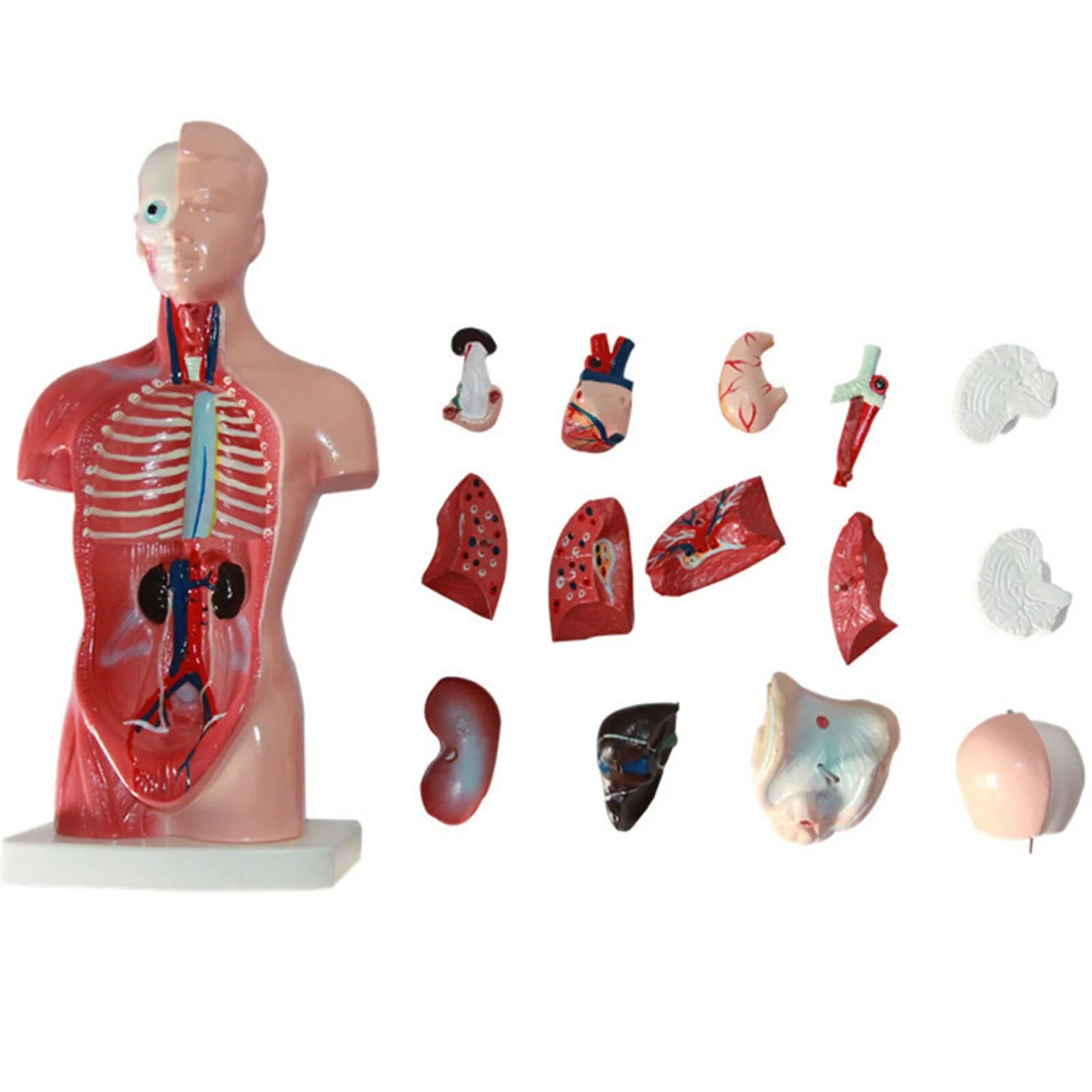 Модель органов человека. Модель торс человека с внутренними органами. Анатомическая модель человека.