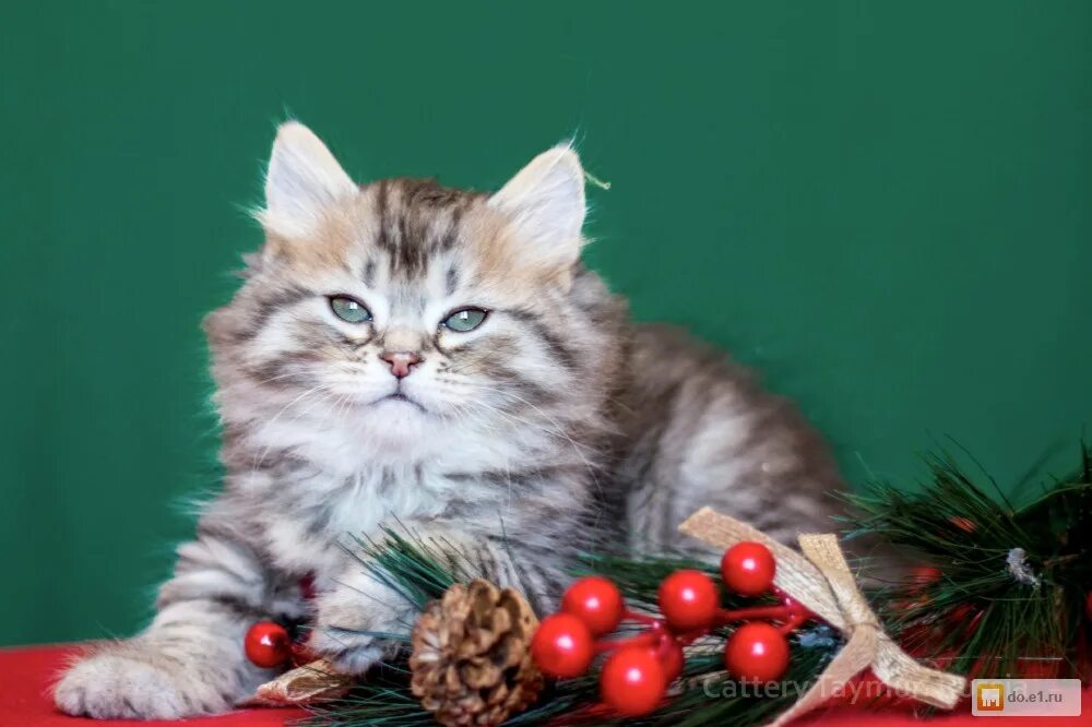 Сибирские котята питомник. Сибирские котята в Екатеринбурге в питомнике. Сибирский чистокровный кот питомник.