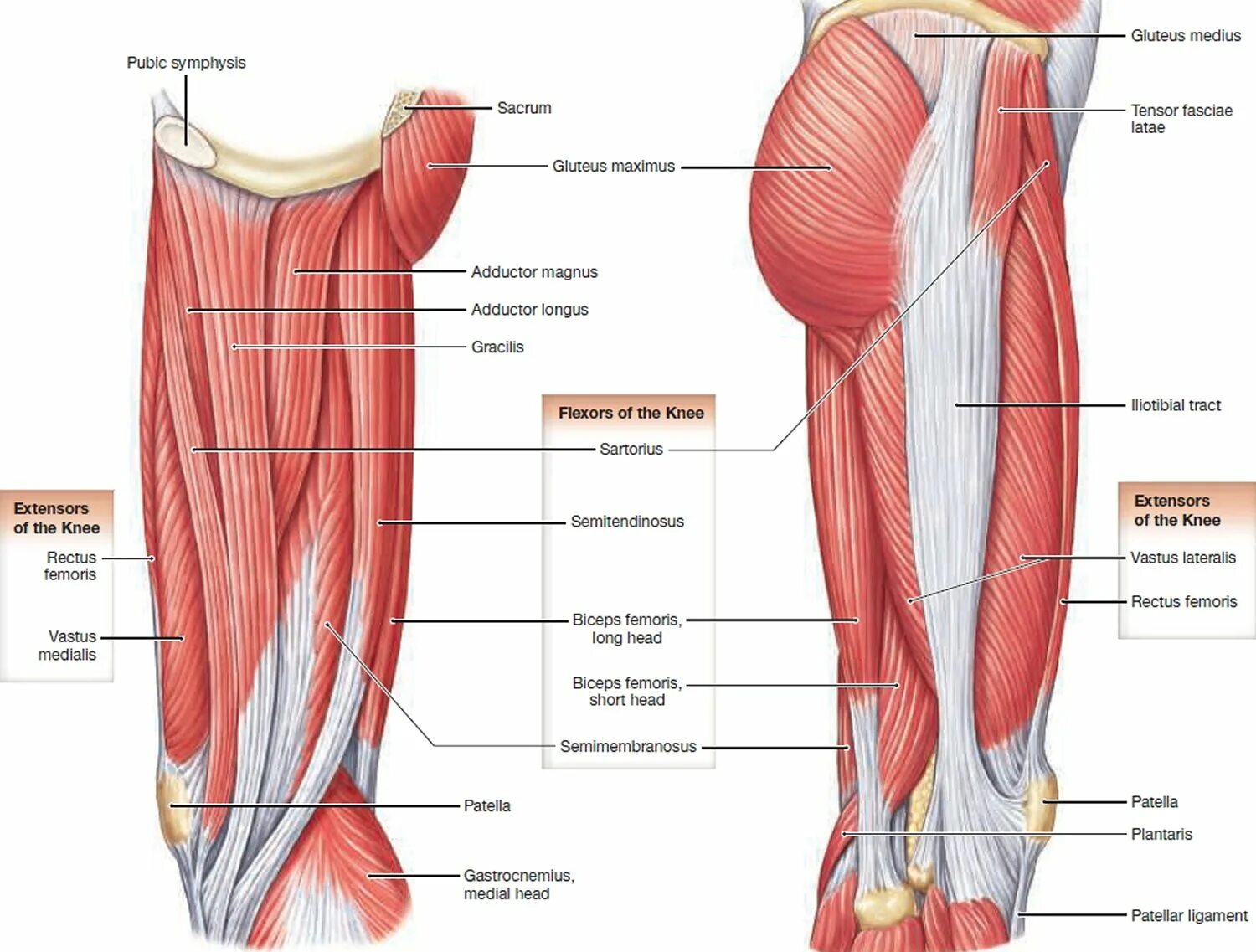 Сухожилие бедро задняя. Отводящие мышцы бедра анатомия. Мышцы передней поверхности бедра анатомия. Анатомия бедра мышцы и сухожилия. Мышцы бедра анатомия латынь.