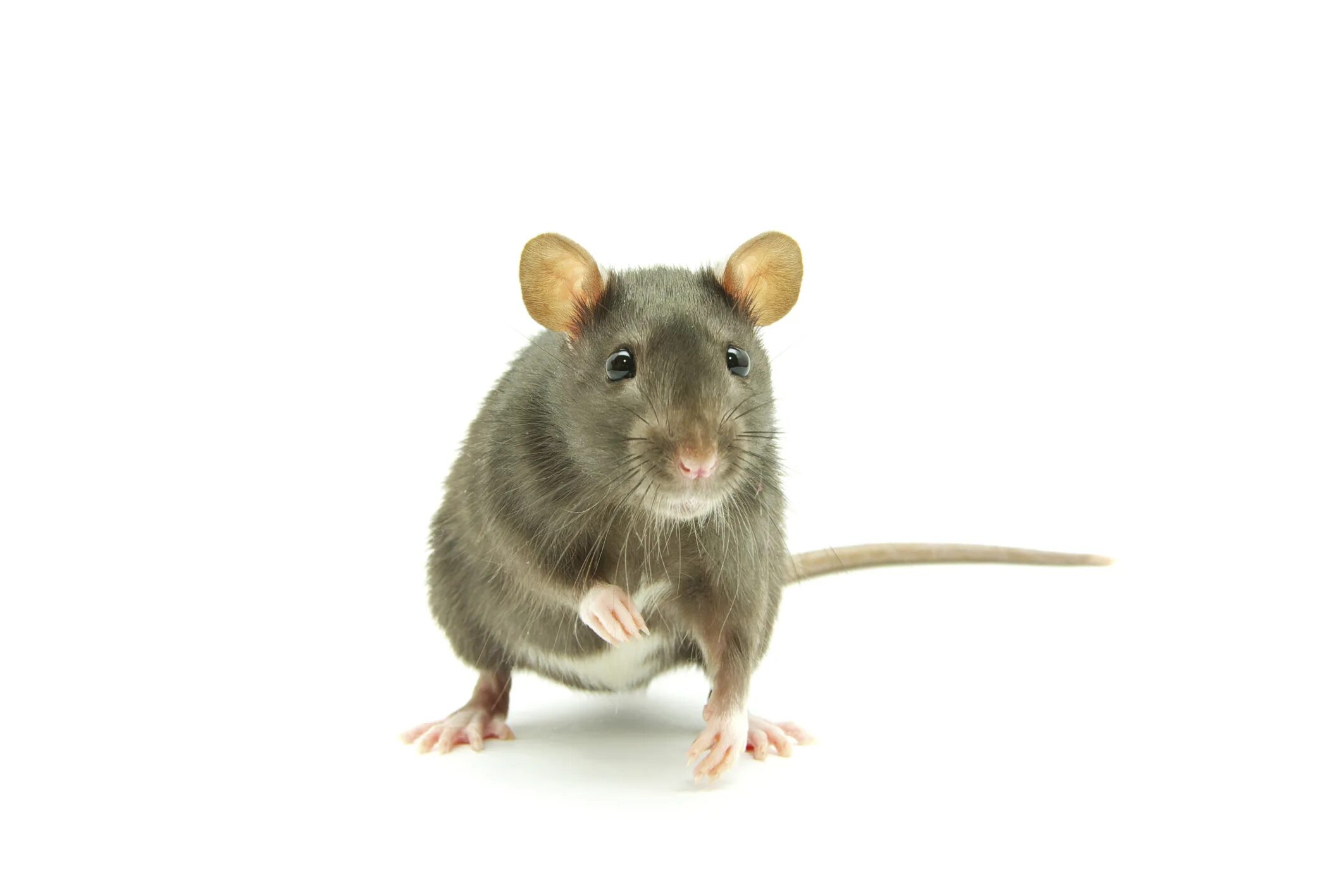 You are a rat