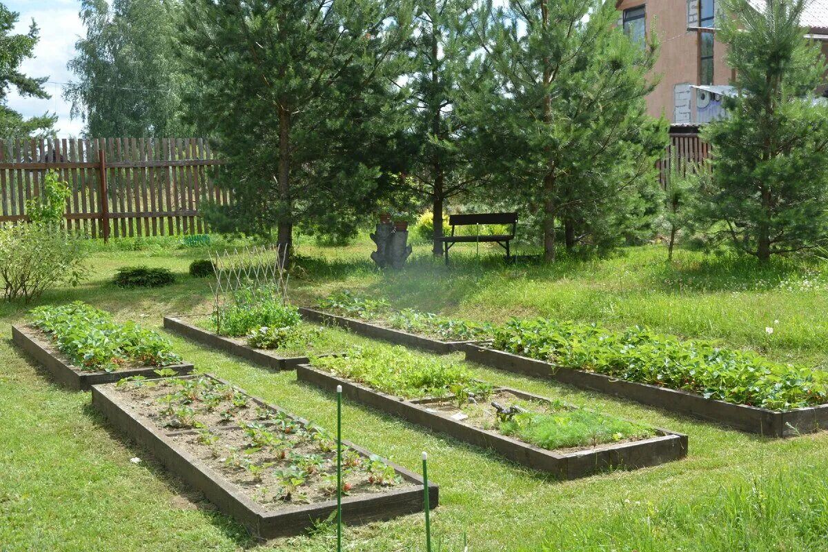 Усадьбушка. Пятигорск дачи огороде малусинки. Количество грядок для людей в 70 лет.