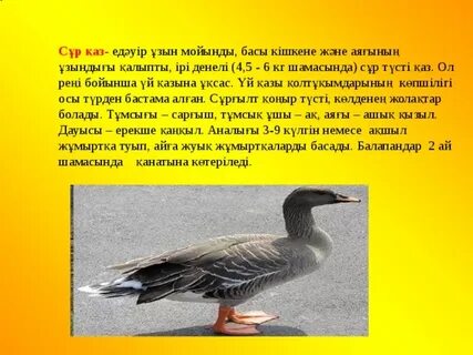 Саусақпен ұрысқан фото