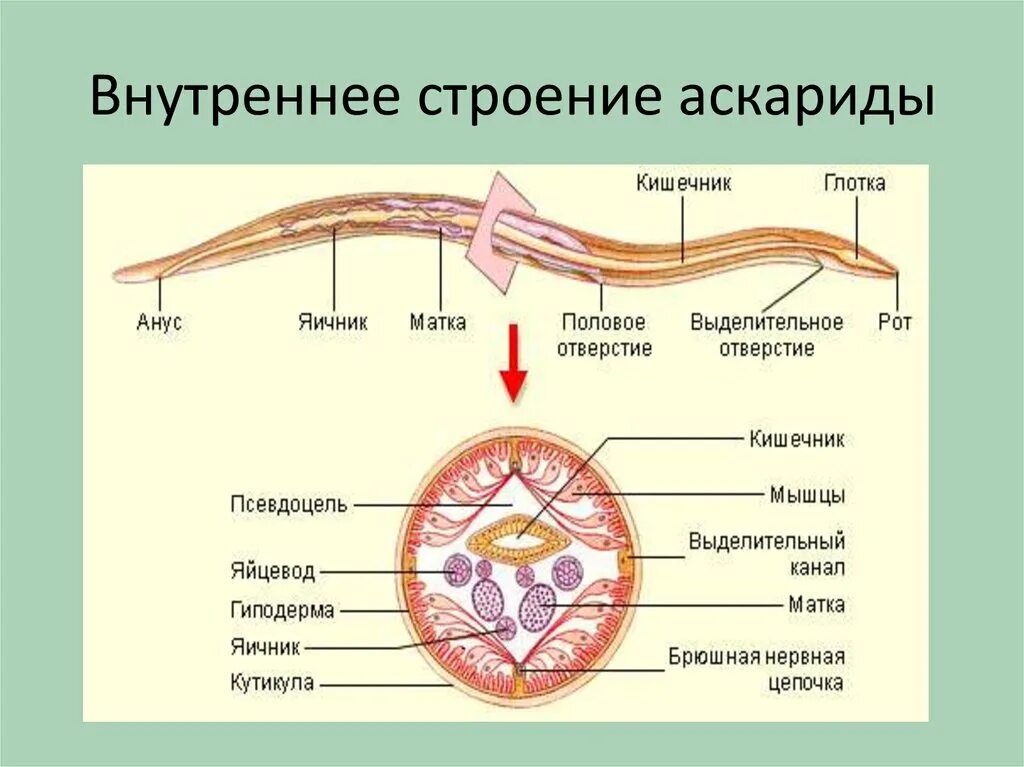 Строение круглых червей 7 класс биология. Схема внутреннего строения аскариды. Строение человеческой аскариды 7 класс. Внутреннее строение круглые черви 7 класс. Мускульный мешок круглых червей