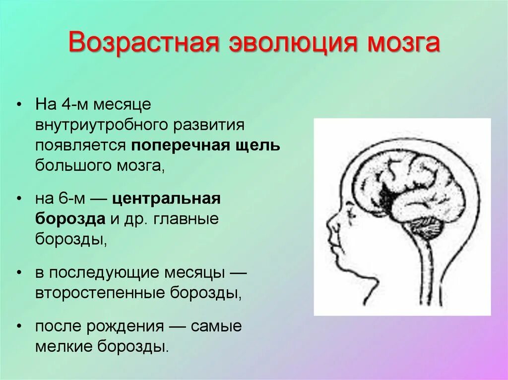 Внутриутробное развитие мозга. Возрастная Эволюция мозга. Возрастные головного мозга.. Этапы эволюции мозга человека. Возрастные особенности мозга.