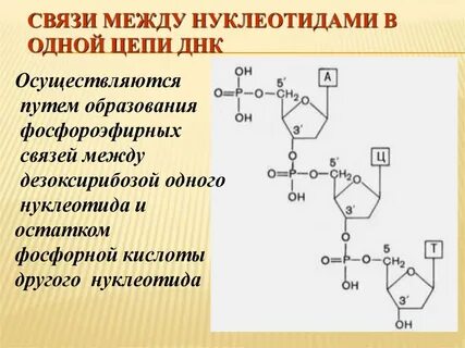 Связи между нуклеотидами в днк