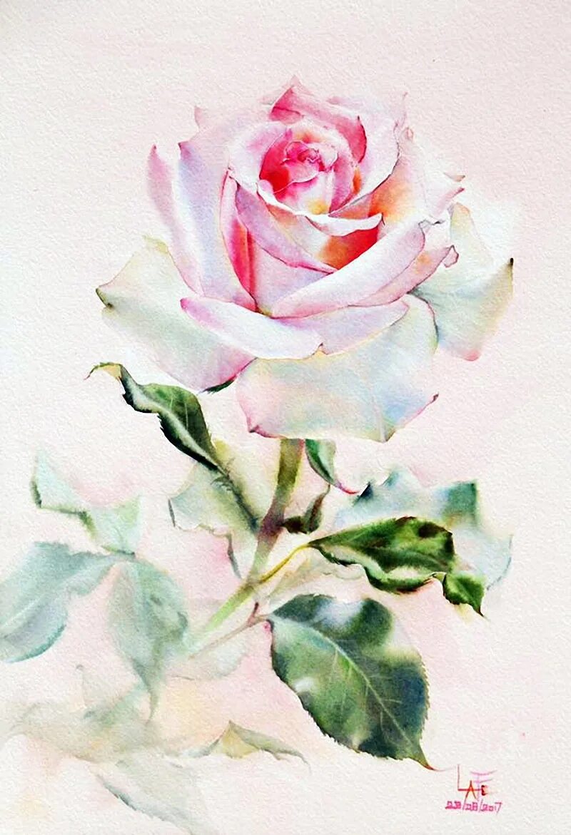 описание розы акварель
