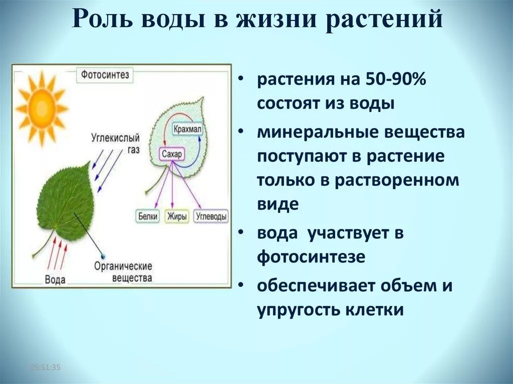 Роль воды в жизни растений. Значение воды для растений. Значение воды в жизни растений. Важность воды для растений. Что поглощается при фотосинтезе