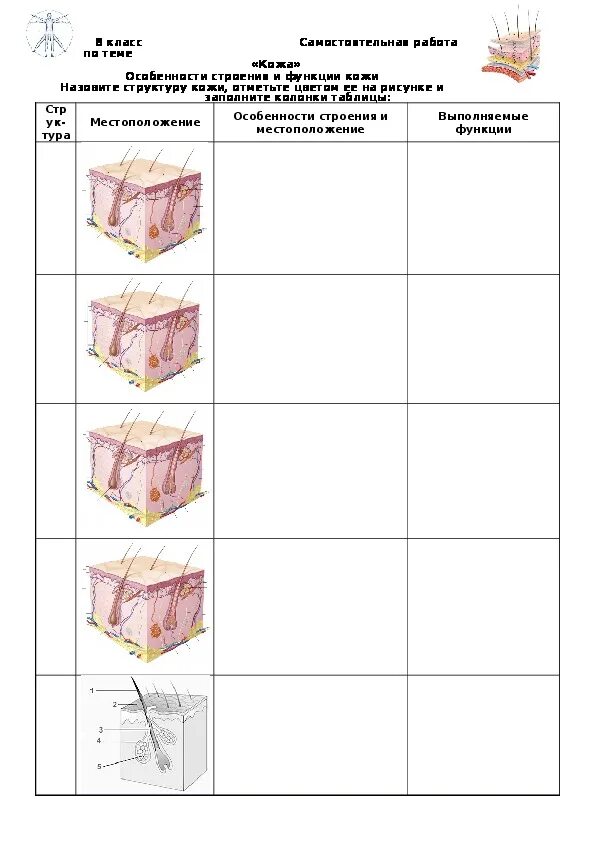 Задания по теме кожа. Кожа самостоятельная работа. Самостоятельные работы по биологии кожа. Дидактические карточки по биологии 8 класс. Строение и функции кожи тест 8 класс