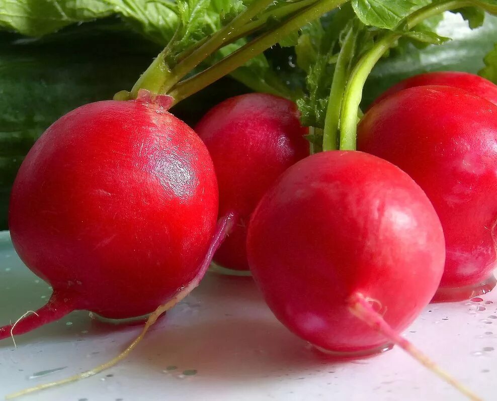 Редис "ризенбуттер". Radish blender. Гавриш редис моховский. Редис "дуро". Гавриш редис рудольф.