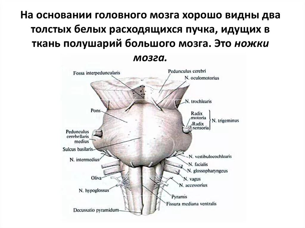 Ствол мозга строение вид спереди. Ствол мозга строение DBL cgthtlb. Продолговатый мозг вид спереди. Продолговатый мозг строение спереди.