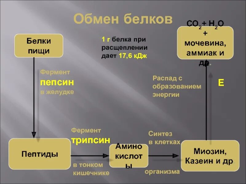 Органы участвующие в белковом обмене. Схема обмена белка в организме. Обмен белков схема. Обмен белков в организме человека схема. Этапы обмена белков в организме.