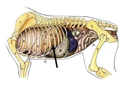 abdominal anatomy pimp questions Human body diagram, Human body organs, Body ana