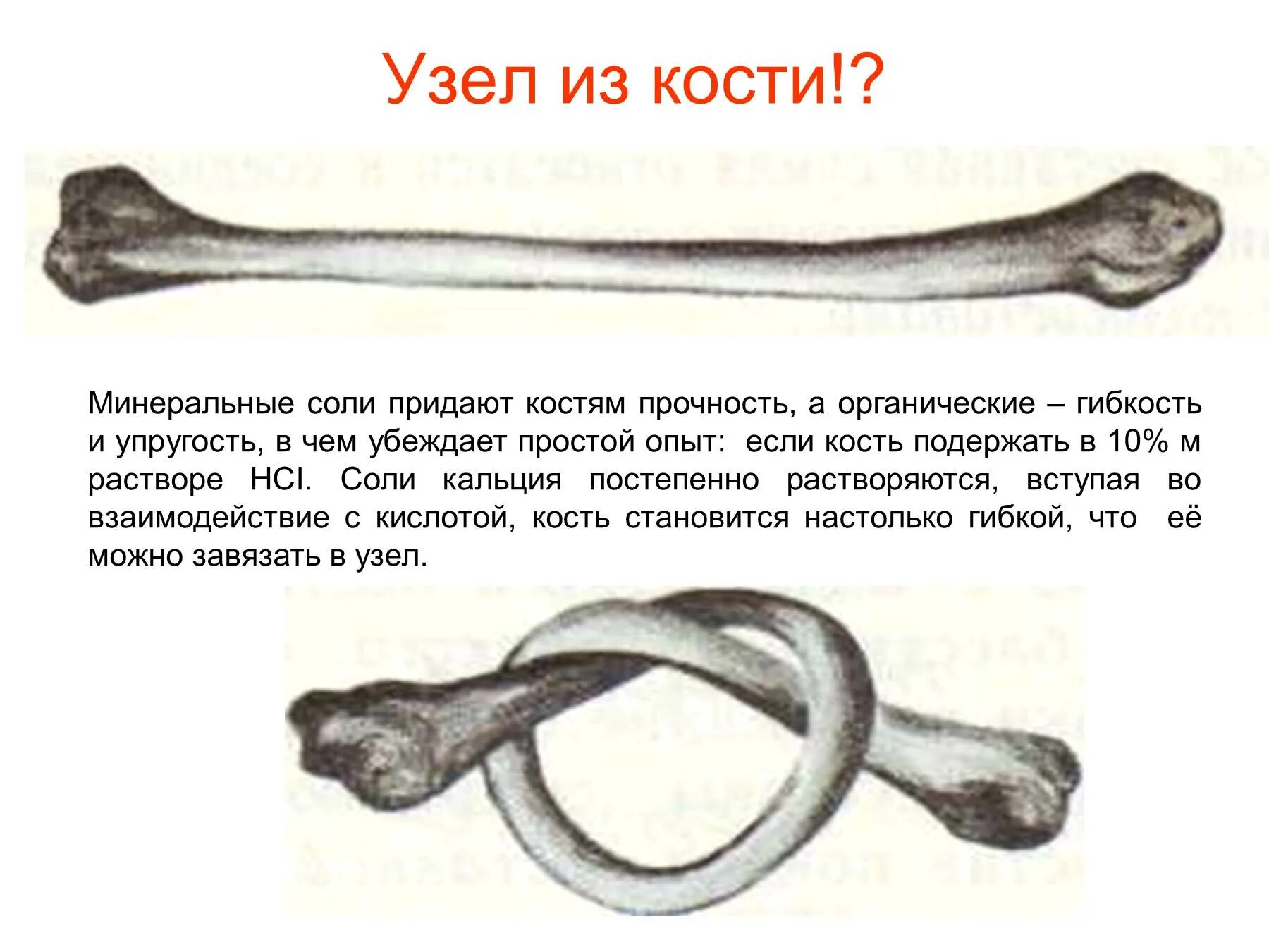 Опыт декальцинированная кость. Опыт с костями и соляной кислотой. Кость поместили в 3 соляную кислоту