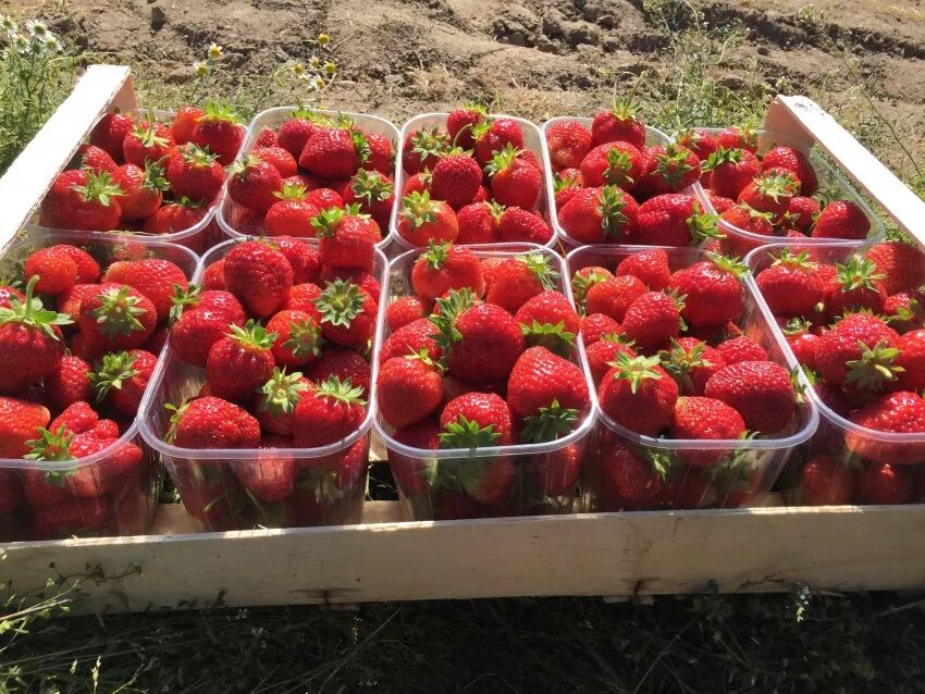 Дачник купил а саженцев клубники. Рассада земляники в кассетах. саженец клубники кассета в пакете.