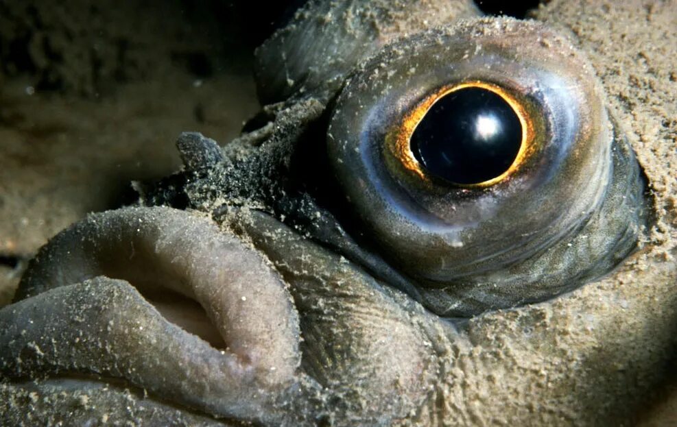Какие глаза у рыб. Камбала глаза. Глаз рыбы. Рыба с выпуклыми глазами. Морская рыба с выпученными глазам.