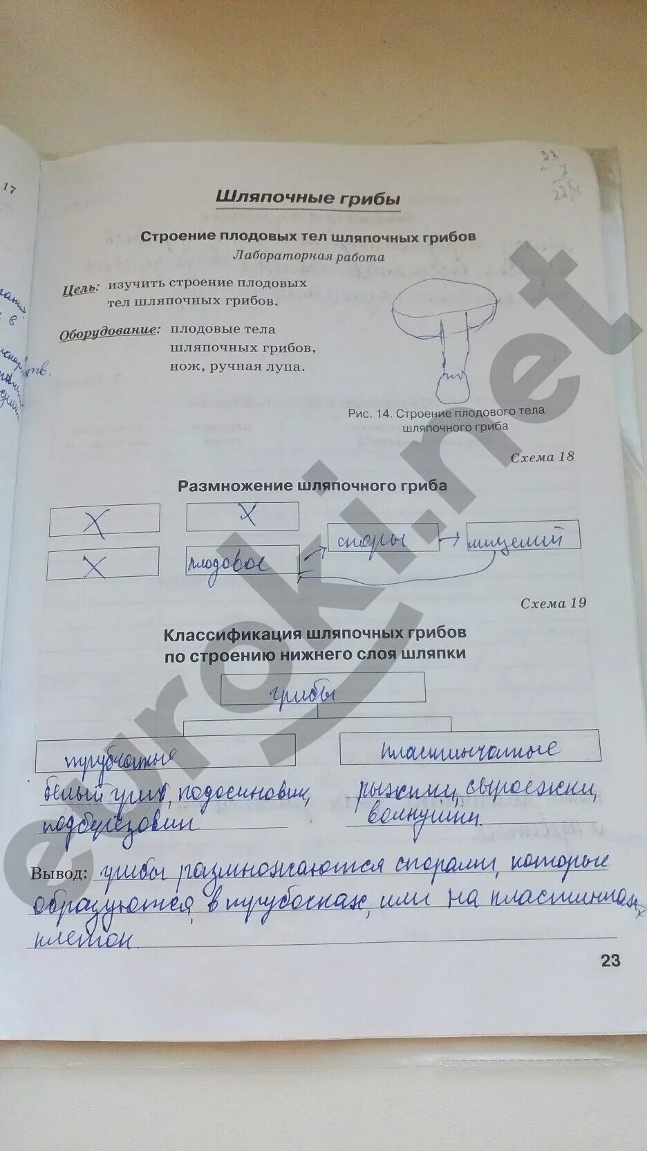 Стр 23 5. Биология 5 класс рабочая тетрадь Бодрова бактерии грибы растения. Биология 5-6 класс рабочая тетрадь н.ф.Бодрова. Гдз биология 5 класс рабочая тетрадь Бодрова. Гдз биология 5 класс рабочая тетрадь Бодрова бактерии грибы растения.