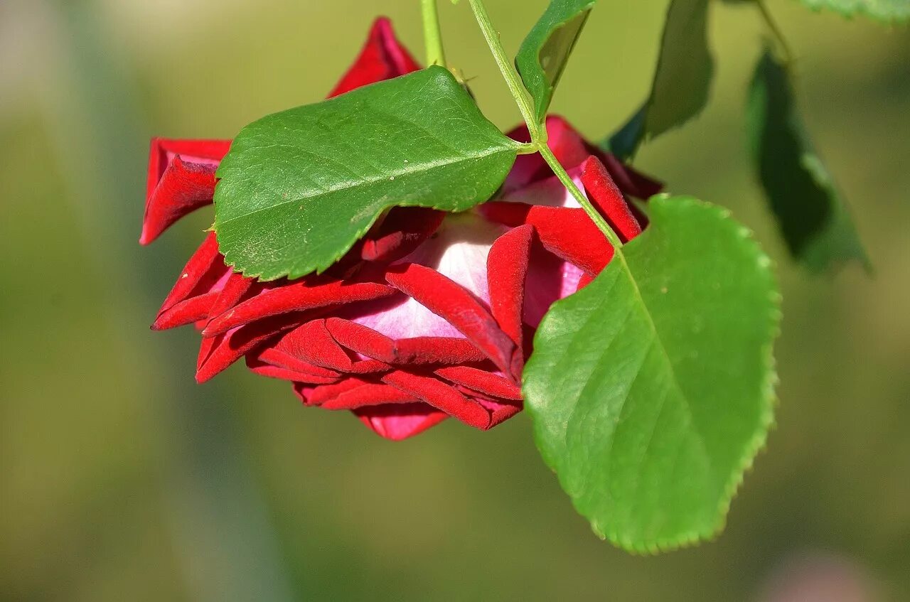 Green blossom. Цветок, лепестки, листья, размытость. Природа цветы розы. Красный цветок с острыми лепестками. Листик цветка розы.