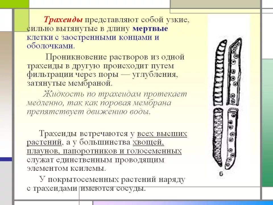 Какую функцию выполняют сосуды у растений 2.2. Трахеиды у растений функции. Трахеиды древесины сосны. Трахеиды и ситовидные клетки. Трахеиды Проводящая ткань.