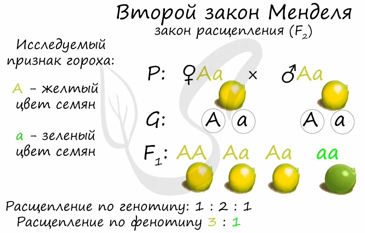 Второй признак менделя. Второй закон Менделя закон расщепления. Схема скрещивания 2 закона Менделя. 2 Закон Менделя горох. Второй закон Менделя закон единообразия гибридов первого поколения.