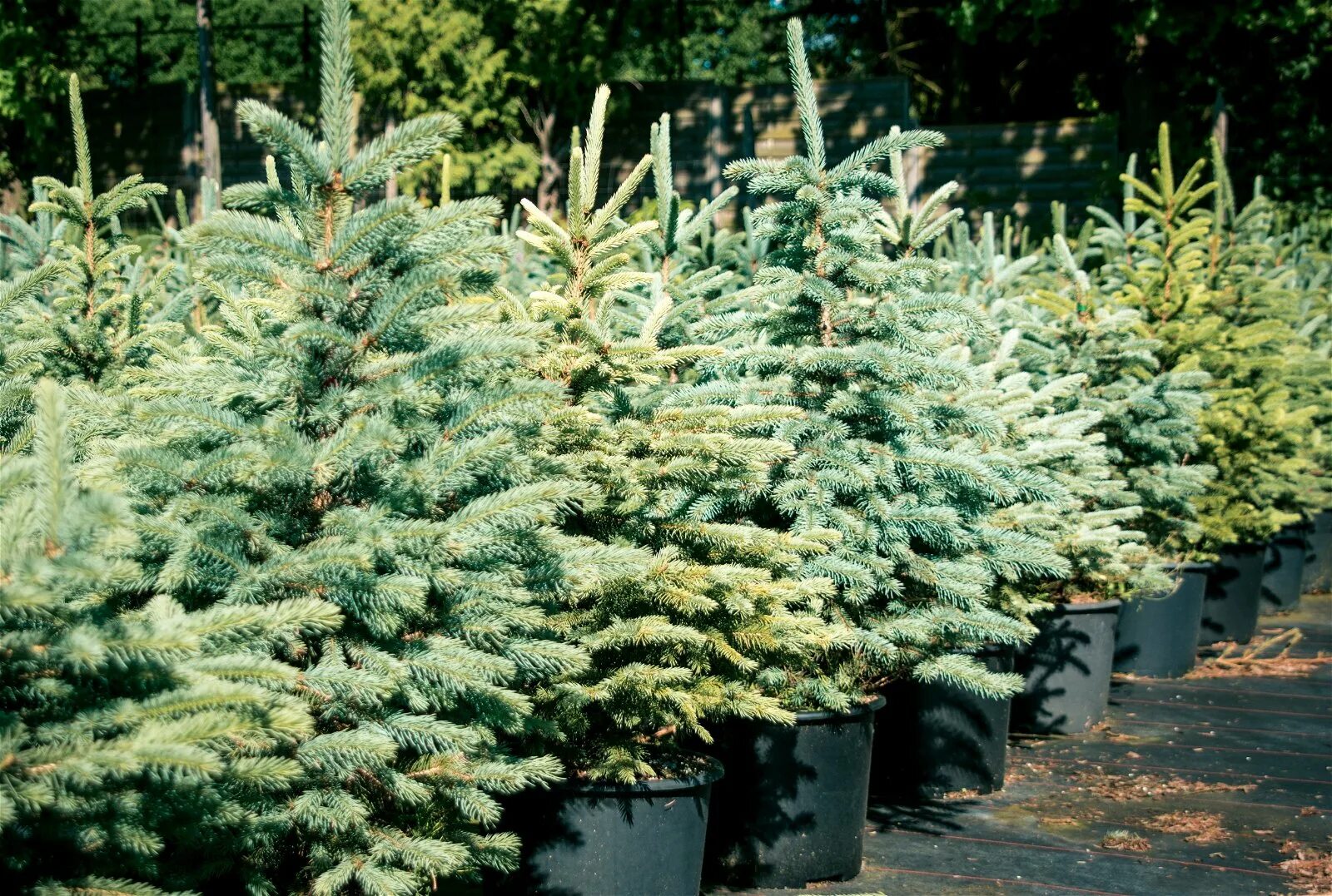 Ель колючая высота. Ель колючая Picea pungens glauca. Ель колючая Глаука Маджестик. Ель колючая Picea pungens. Ель Сербская Глаука.