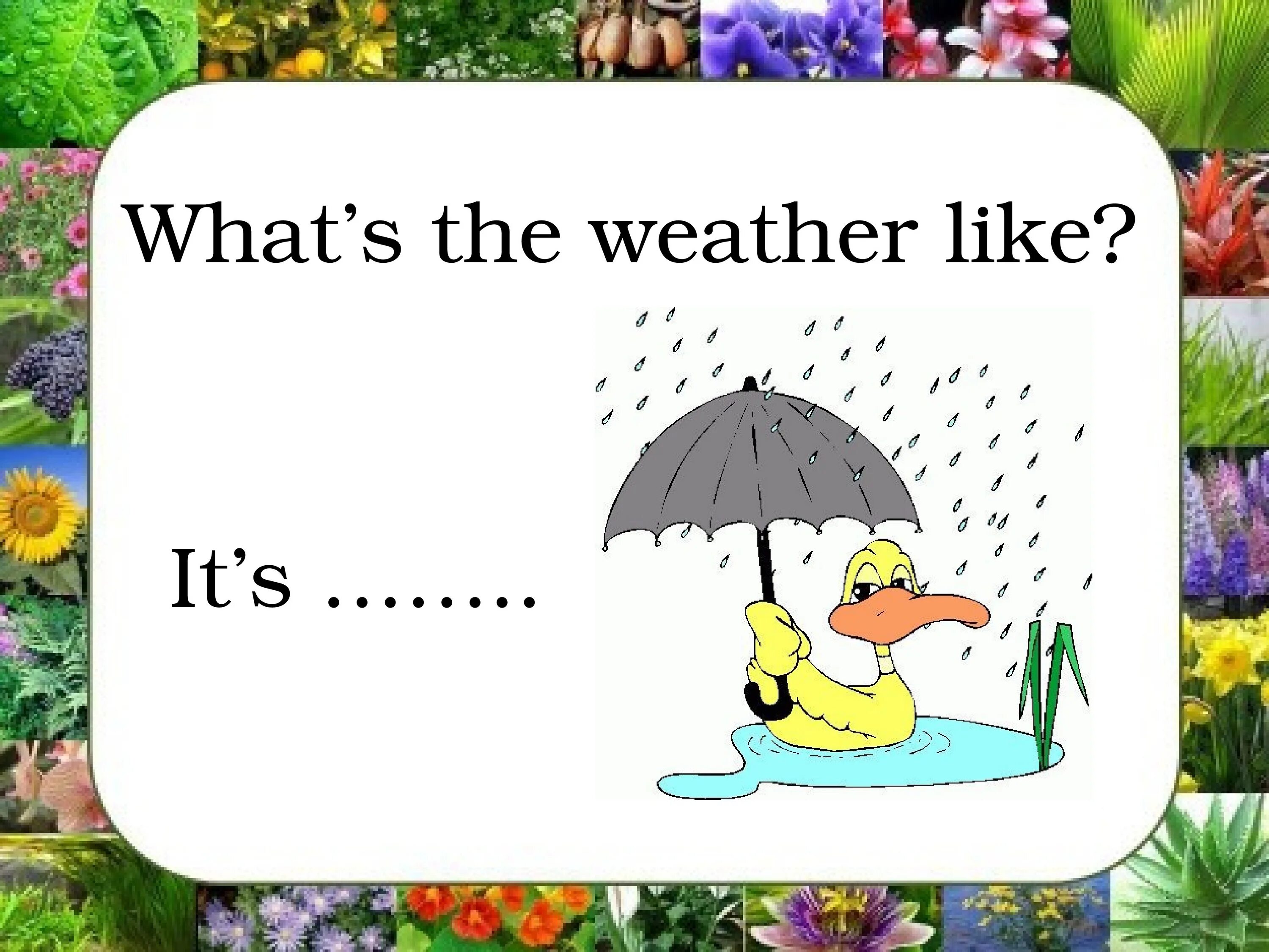 What s the weather song for kids. The weather 2 класс Spotlight. Weather 2 класс презентация. What's the weather like Spotlight 2 класс. Spotlight 2 погода.