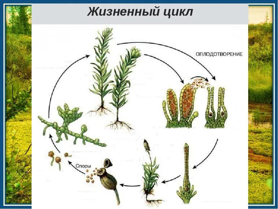 Кукушкин лен стадия жизненного цикла. Жизненный цикл мха Кукушкин лен схема. Цикл Кукушкина льна схема. Цикл развития мха Кукушкин лен. Кукушкин лен жизненный цикл схема.