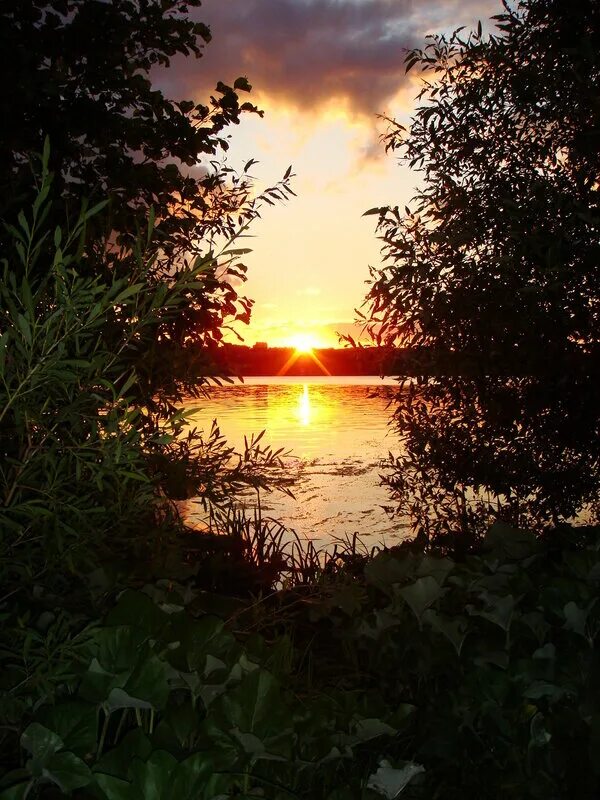 утренняя заря. фиолетовый закат лес озеро. включи свет зари. багряный закат. заря озеро.