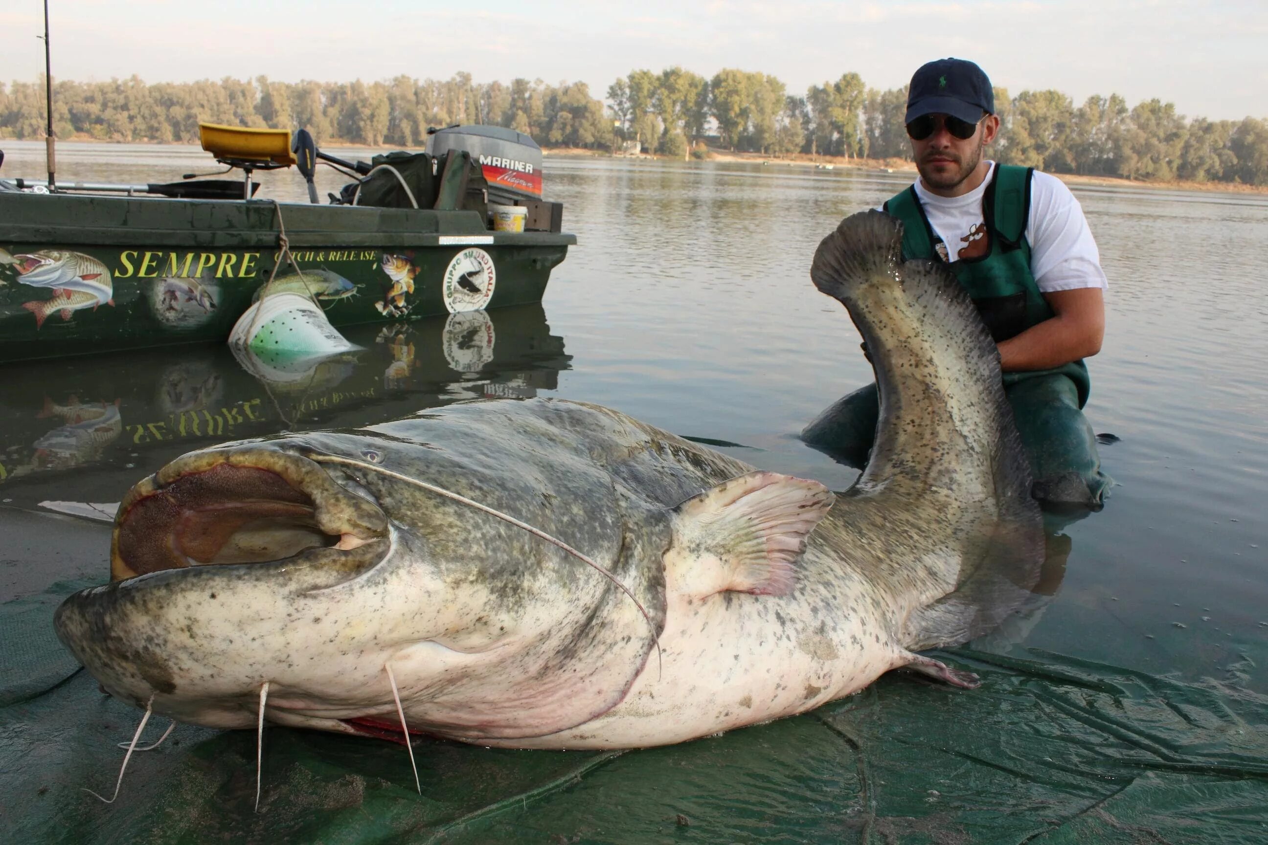 питер брейгель рыбы пожирают. съесть большую рыбу. речные монстры чернобыль сом. гигантский шильбовый сом. самый большой сом.