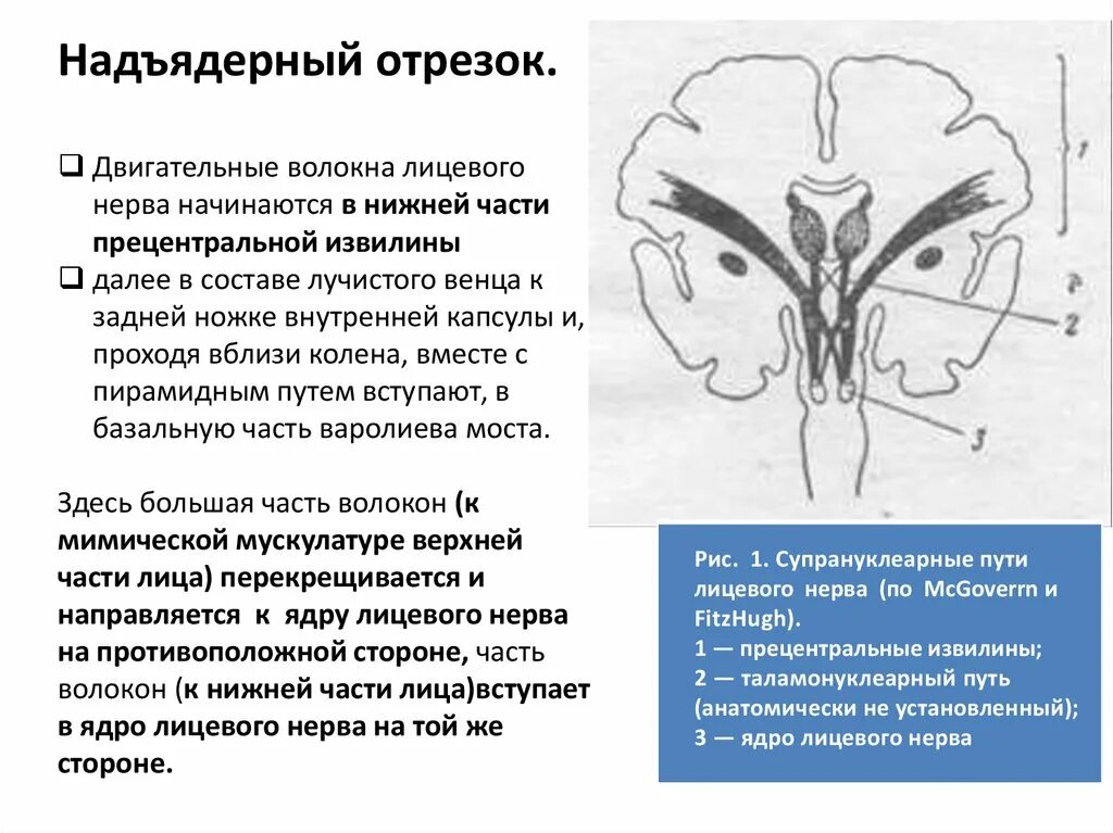 Поражение двигательного нерва. Двигательные волокна лицевого нерва. Паралич лицевого нерва неврология. Лицевой нерв путь схема неврология. Двигательный путь лицевого нерва.