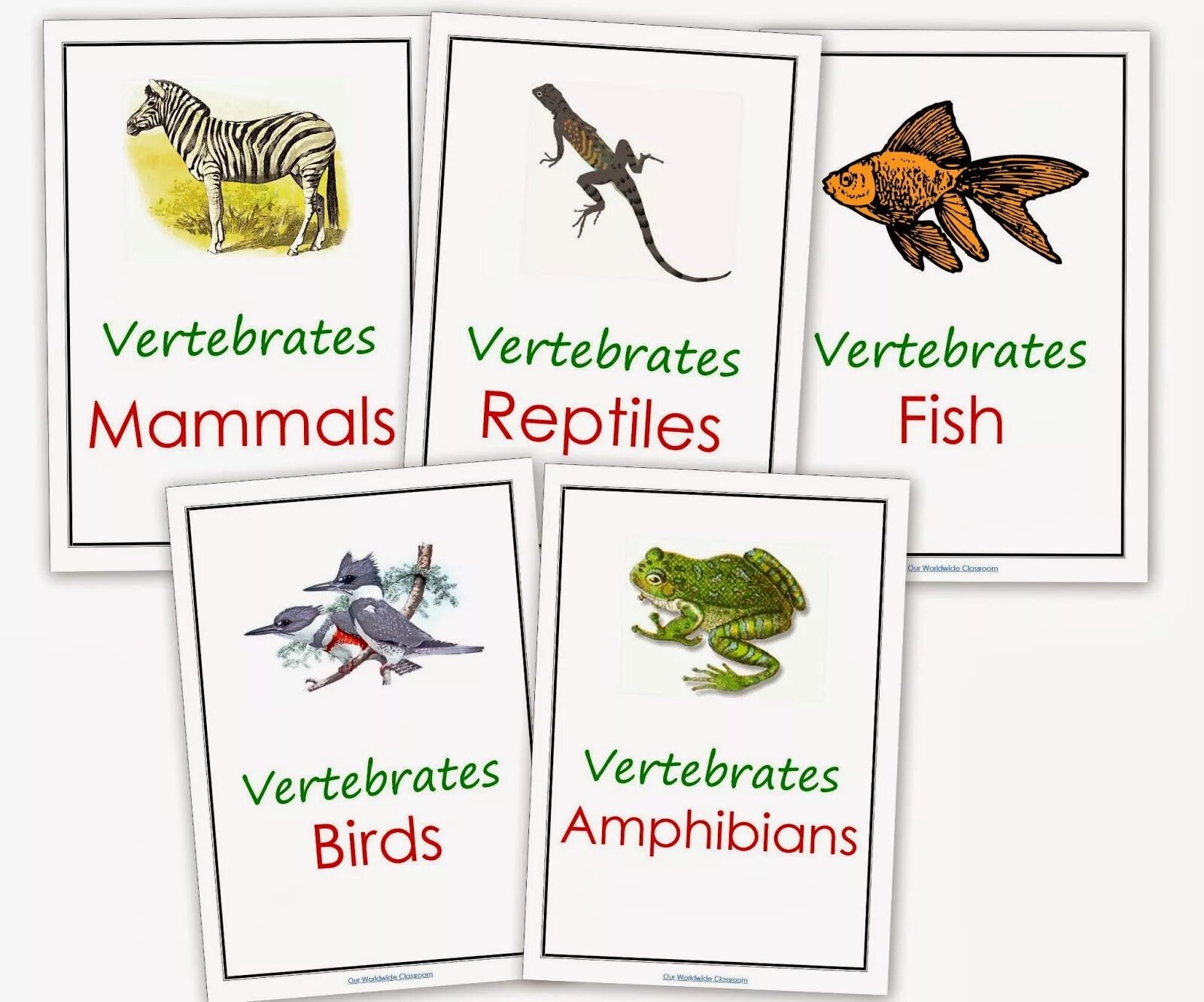 Reptiles mammals. Vertebrate. Vertebrates. Charts for Zoology in English Reptiles.