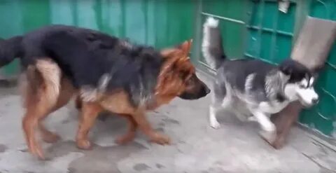Бешеный пес бывшего мужа