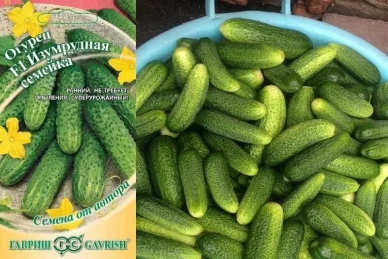 Огурцы изумрудная гирлянда. Огурцы изумрудная семейка отзывы. Гавриш огурцы 1+1 3. Огурцы изумрудная семейка отзывы. Сорт огурцов изумрудные сережки.