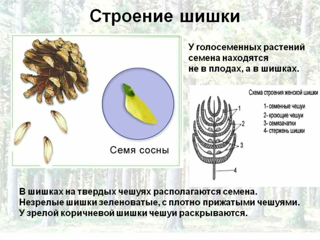 Каково строение голосеменных. Строение шишек голосеменных растений. Строение цветка голосеменных растений. Голосеменные растения структура шишки. Строение шишки сосны семена.