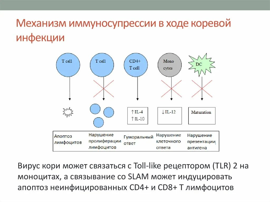 Супрессия иммунного ответа. Механизмы иммуносупрессии. Иммунологическая супрессия. Вирусная иммуносупрессия. Иммуносупрессия это иммунология.