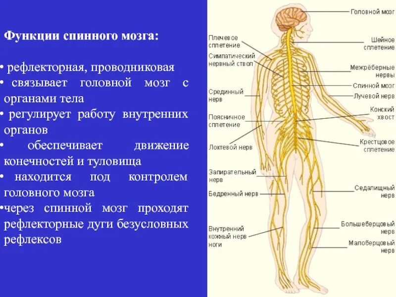 Какой орган регулирует нервную систему