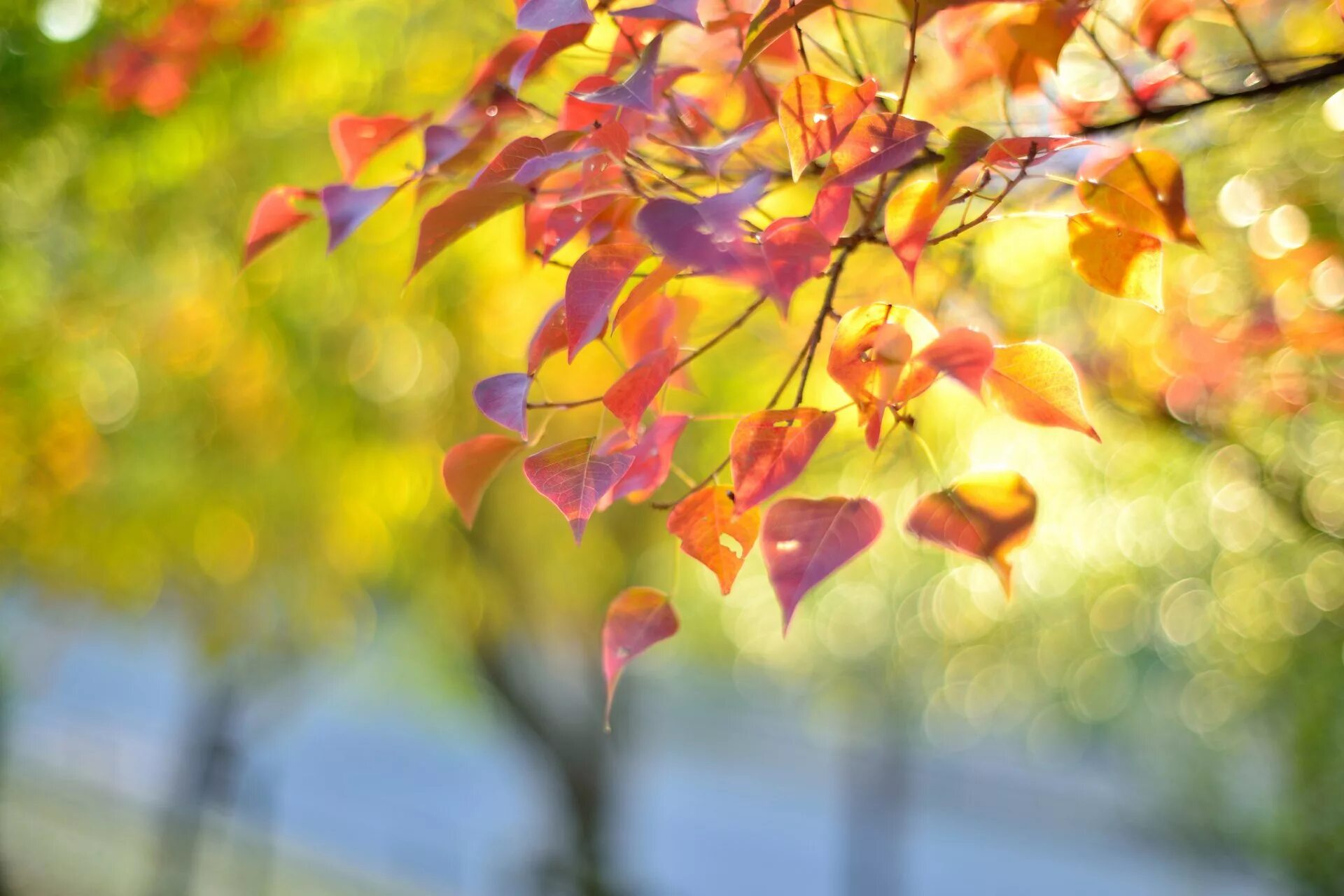 Осенний фон. Осенние листья. Светлая осень. Осенний фон для фотошопа.