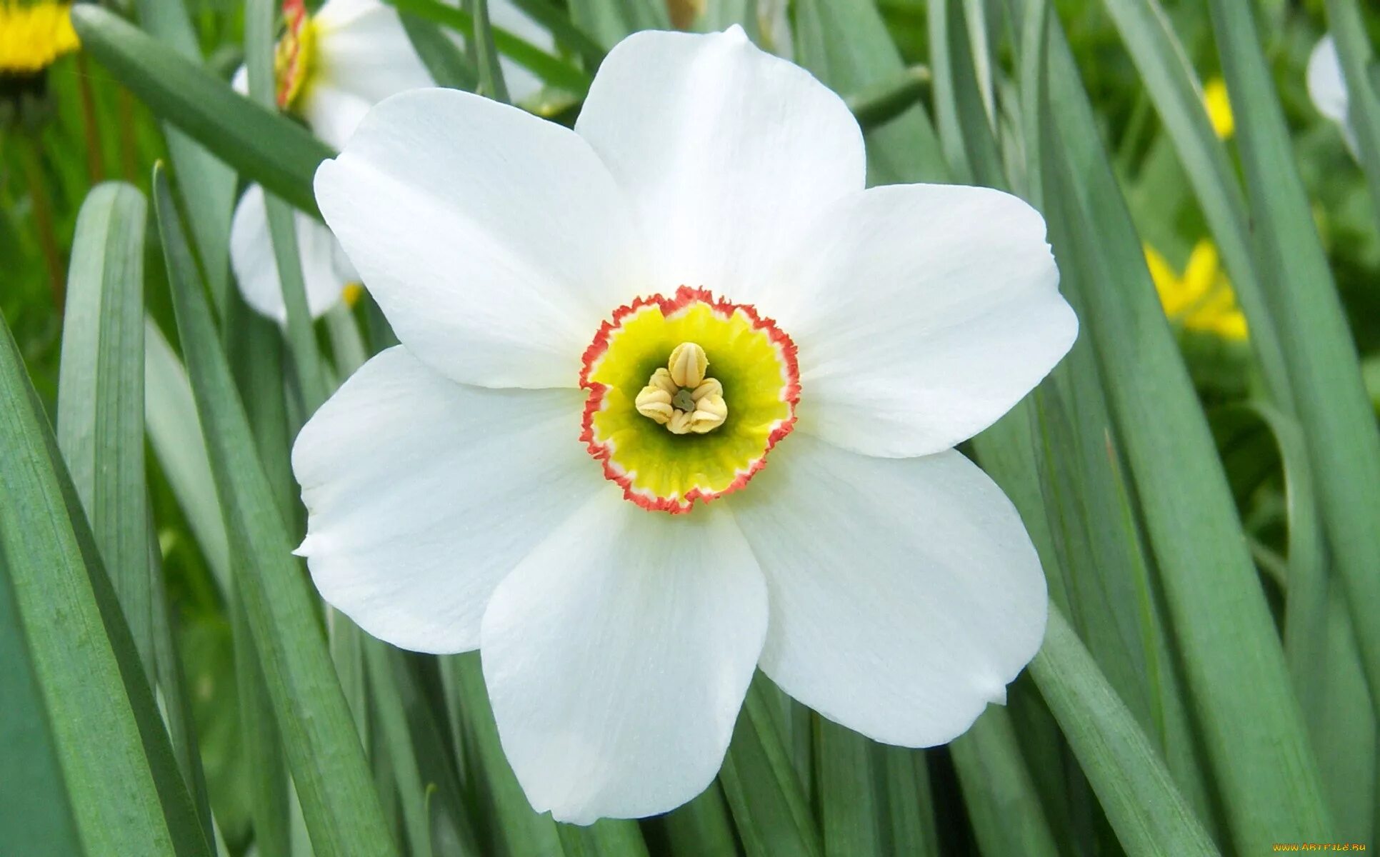 Название цветка нарцисс. Нарцисс Chromacolor. Нарцисс крупнокорончатый Хромаколор. Нарцисс Джентл Джиант. Нарцисс Королевский.