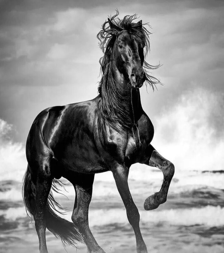 Черный конь скачет. Вороной Мустанг. Вороной Мустанг лошадь. Мустанг лошадь черный. Черный жеребец.