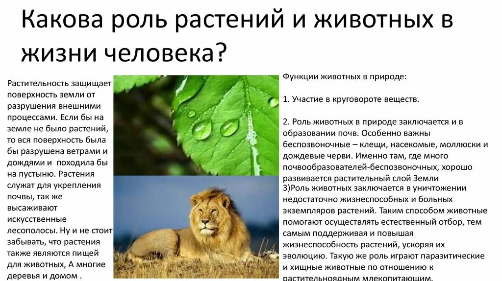 Хищные роль в природе и жизни человека. Роль растений и животных в жизни человека. Какова роль растений и животных в жизни человека. Роль растений для животных. Растения и животные в жизни человека.