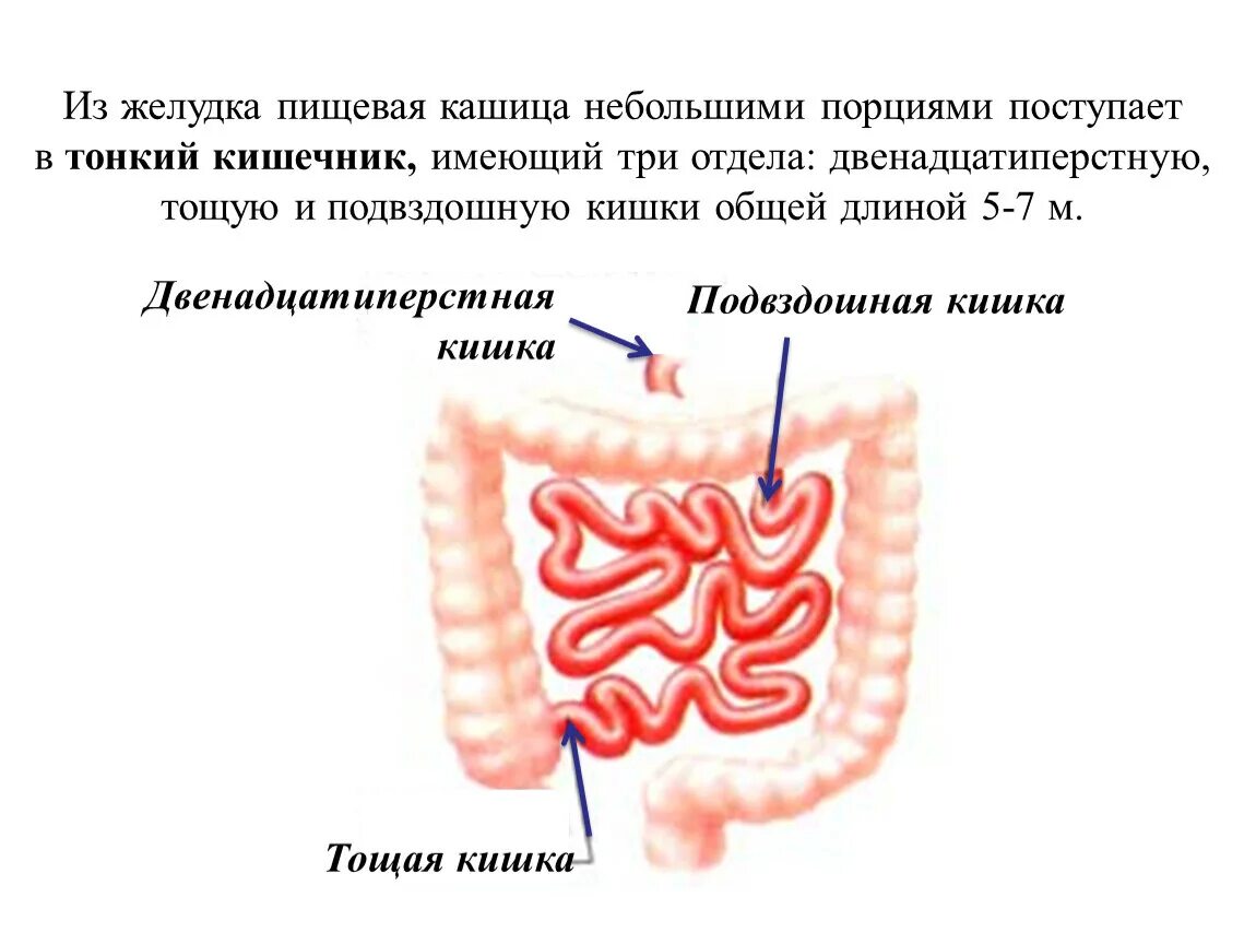 12 Перстная кишка с тонкой и подвздошной кишок. 12 Перстная кишка тощая тонкая подвздошная. 12 Перстная кишка тощая кишка. Подвздошная кишка функции таблица. Правая подвздошная кишка