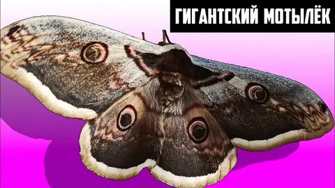 Мотылек русский