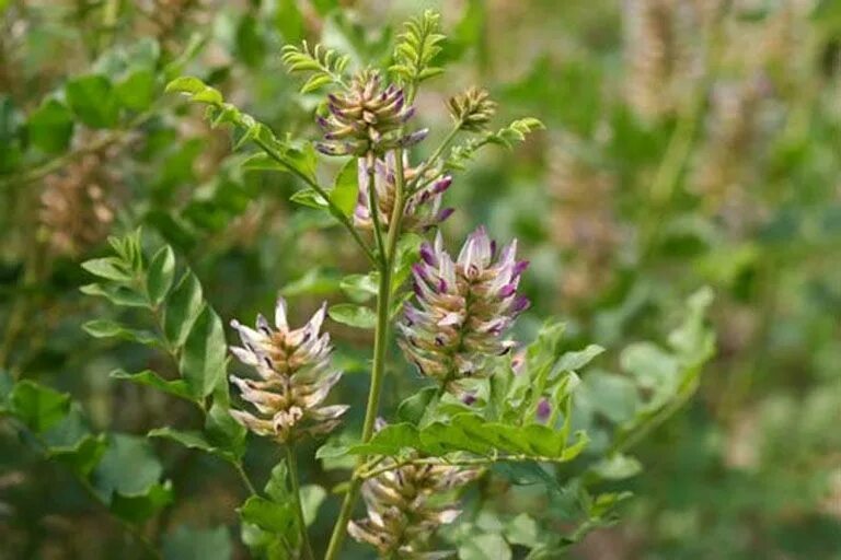 Солодка про. Солодка уральская (glycyrrhiza uralensis). лакрица солодка растение. солодка уральская — glycyrrhiza uralensis fisch.. солодка коржинского.